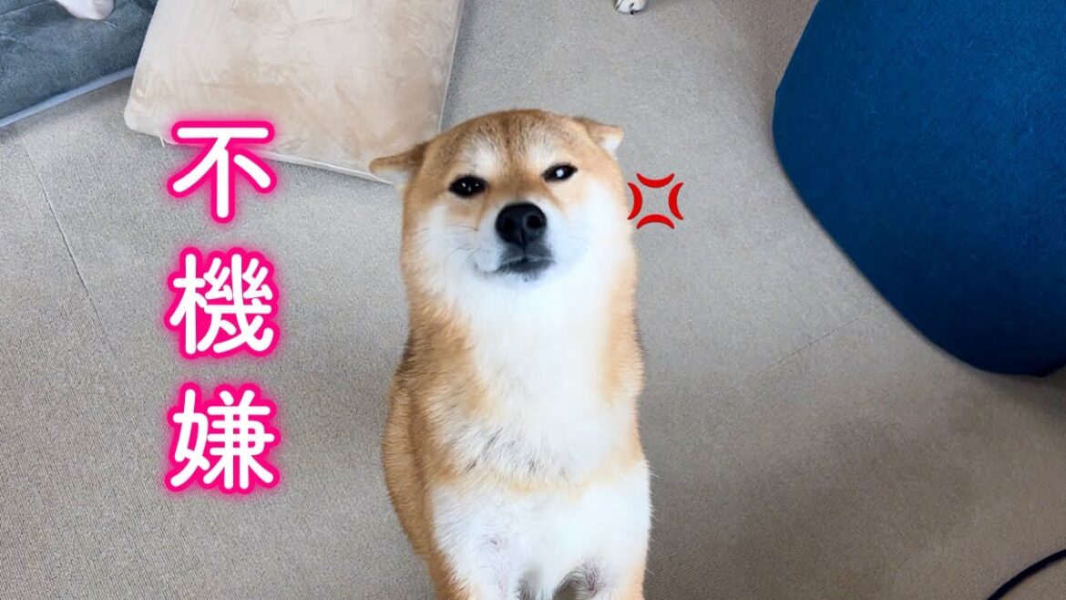 朝から機嫌を損ねて飼い主に八つ当たりする柴犬…