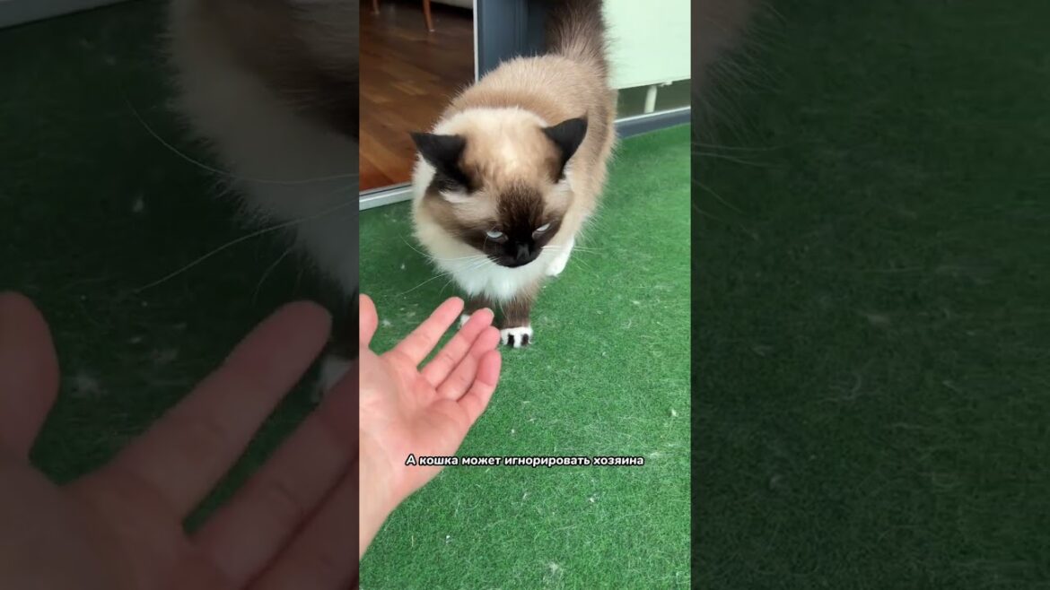 Почему кошка не отзывается, когда ее зовут