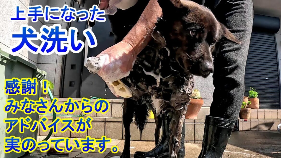 上手になった犬洗い⁻ 甲斐犬いち 上手になった犬洗い⁻ 甲斐犬いち