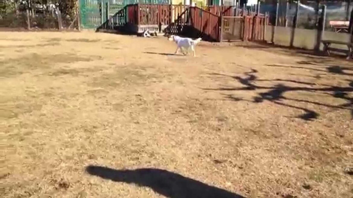 イングリッシュ・セター　エリアル　＠柏の葉ドッグラン　2014/01/12