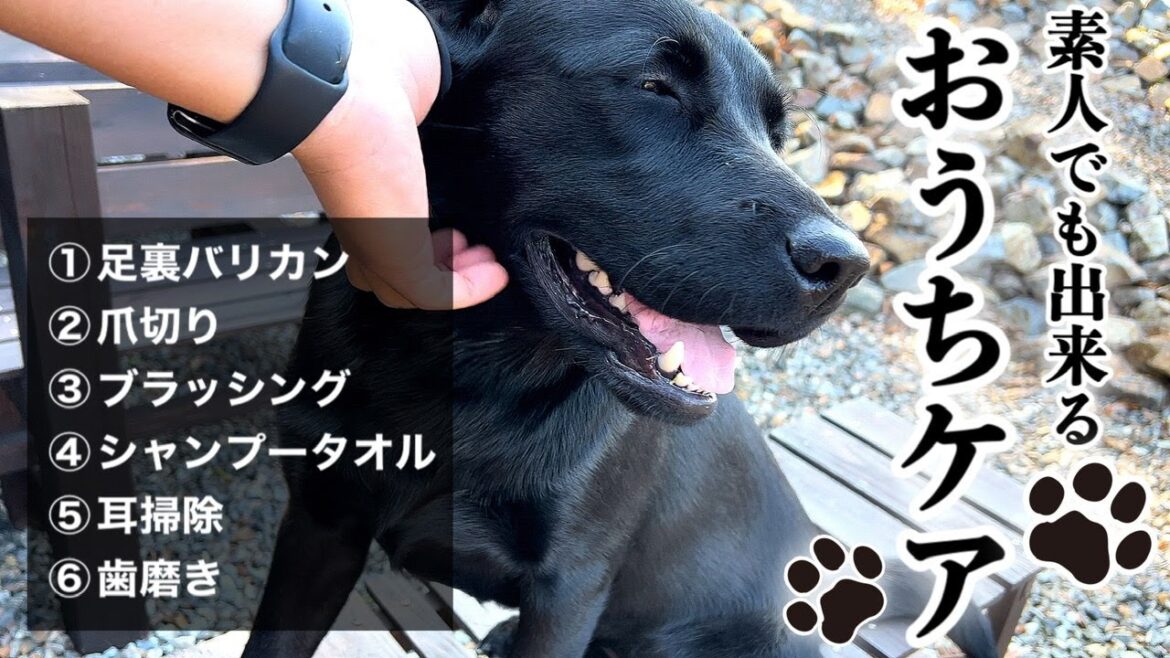 【犬　お手入れ】自宅でカンタン、ボディケア！黒ラブ・ナラの日常グルーミングを一挙公開！［ラブラドールレトリバー］