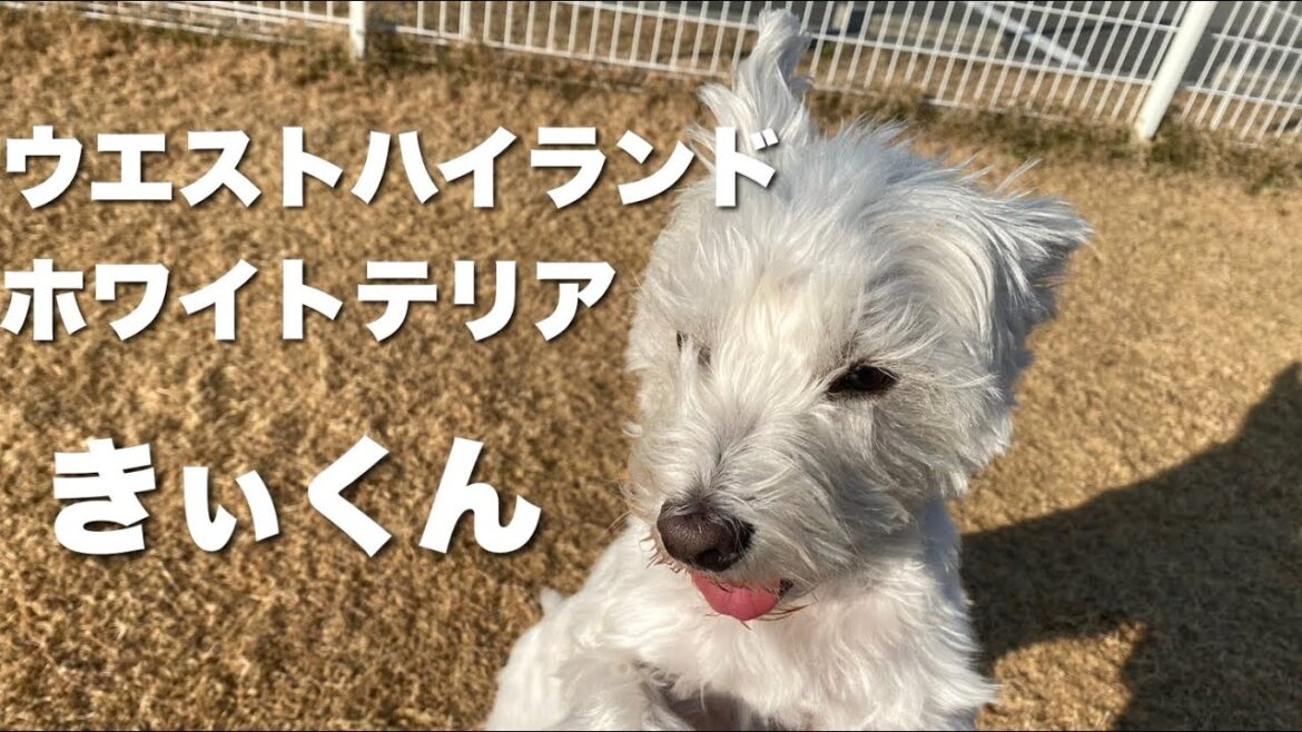 ウエストハイランドホワイトテリア　きぃくん　【west highland white terrier】