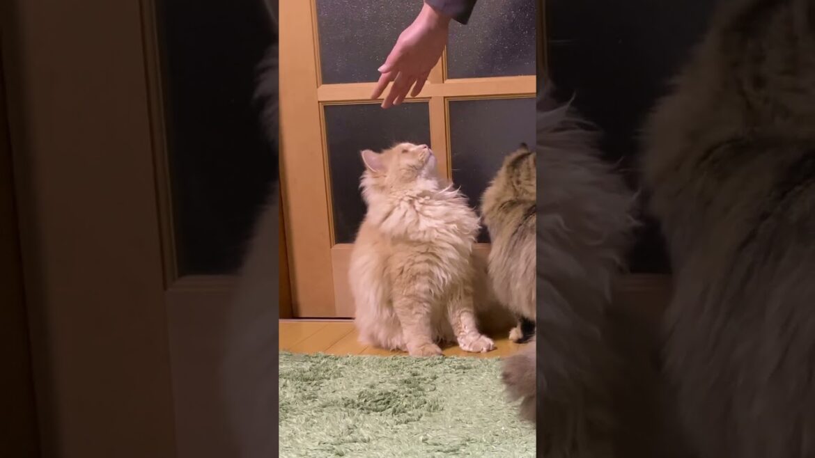 ハイタッチ？子猫のかわいすぎる謎の行動【サイベリアン】 #shorts