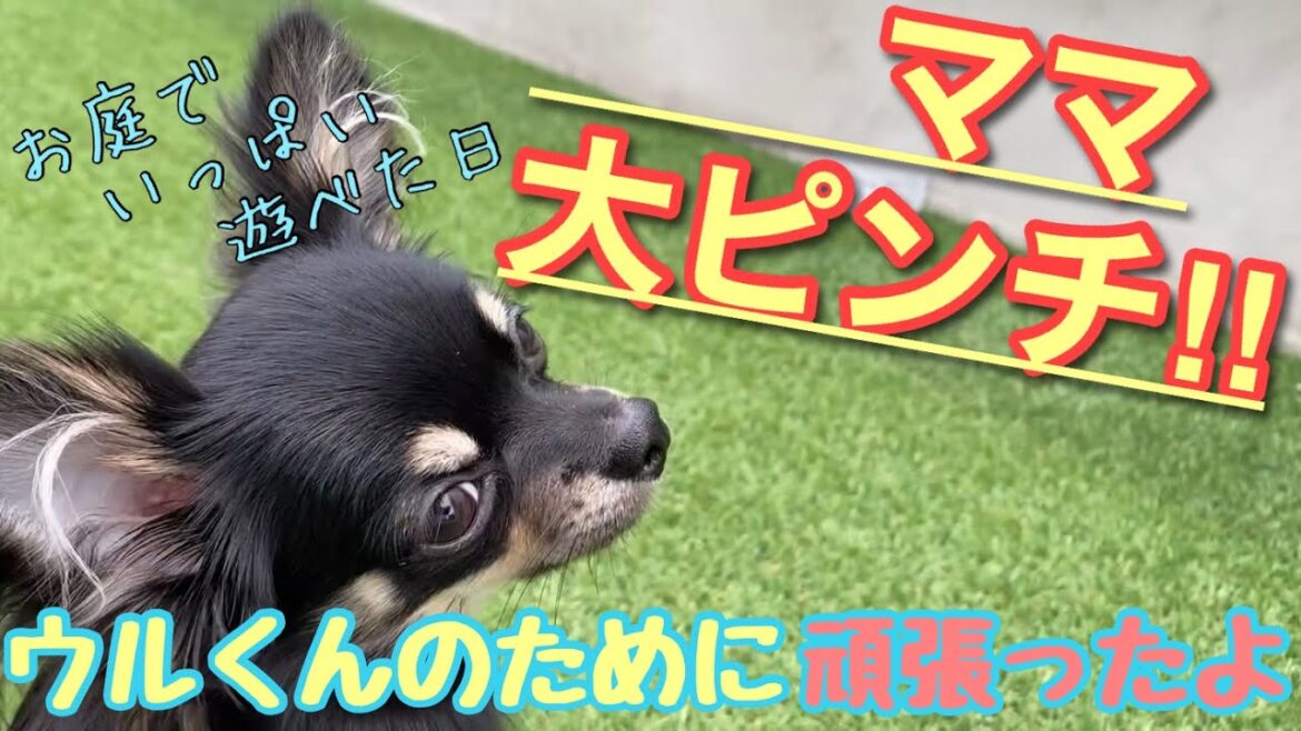 かわいい犬｜ロングコートチワワのウルくん【ママ大ピンチ！！ウルくんのために頑張ったよ】