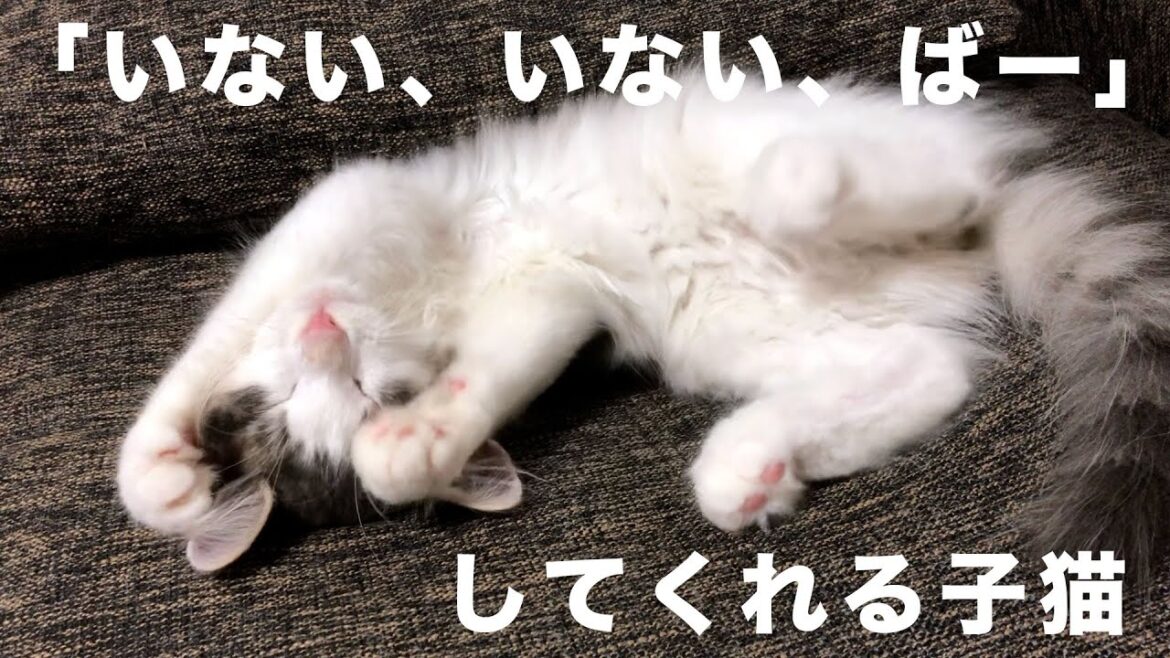 【ノルウェージャンフォレストキャット】いないいないばーして遊んでくれる子猫。/Let's play peek-a-boo!