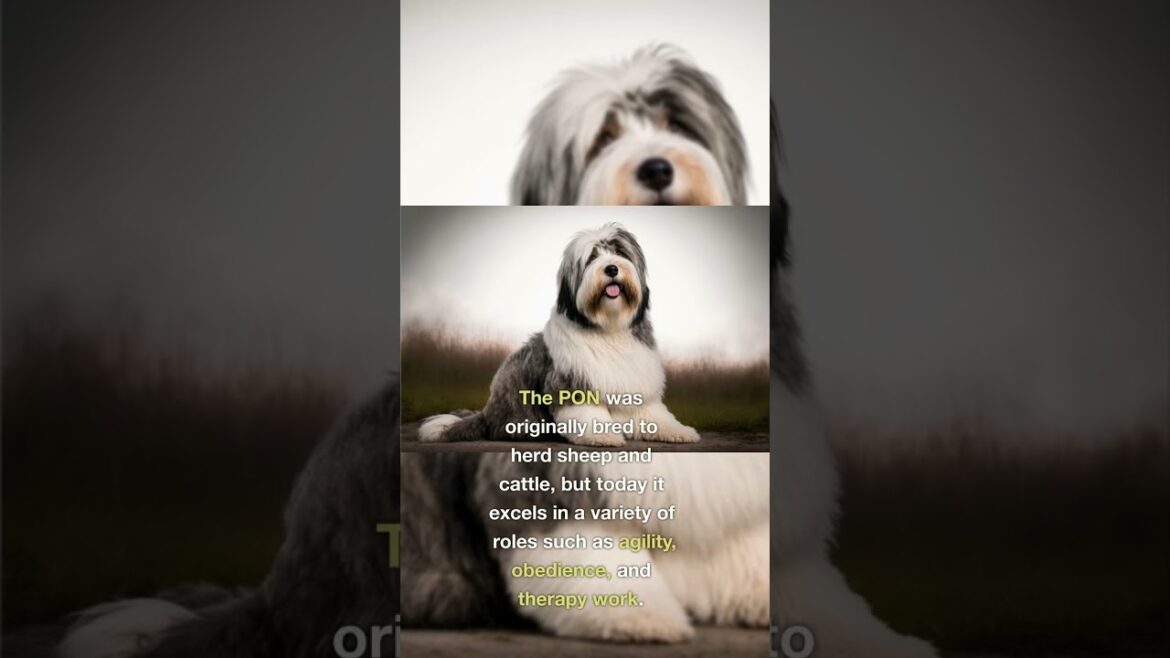 The Polish Lowland Sheepdog: A Unique and Loyal Breed 🇵🇱 🐾