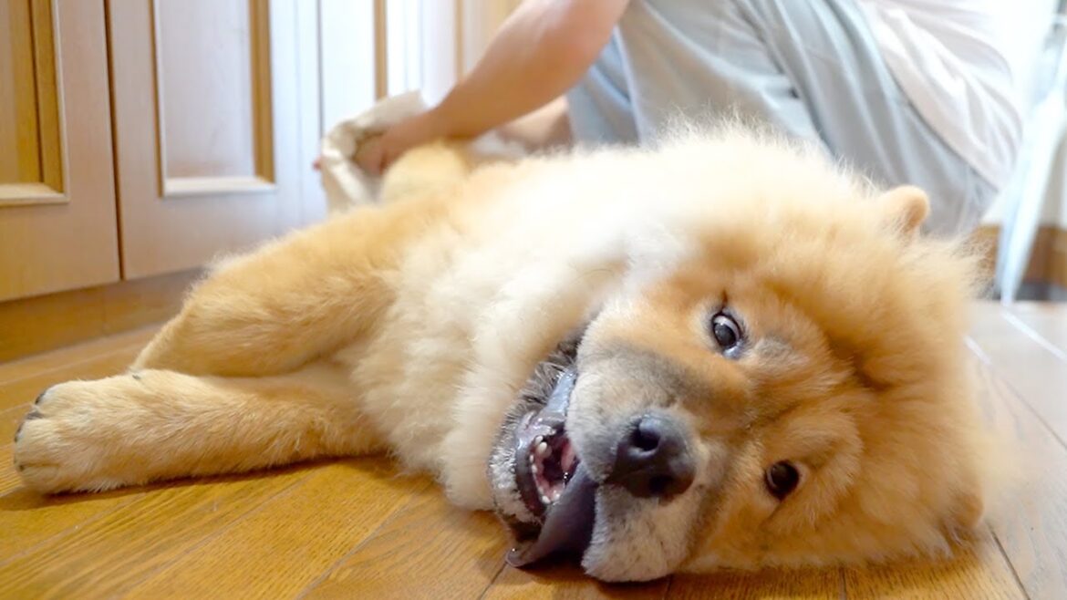 散歩帰りのチャウチャウ犬はこうなります
