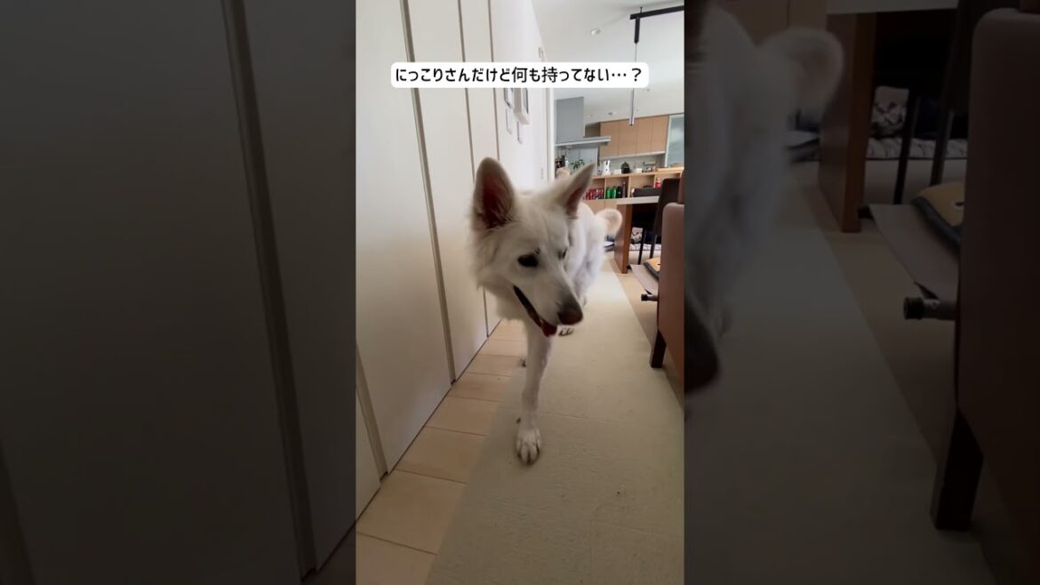 ホワイトシェパードのれお。ボール探してたけど、途中で違うもの持ってたよ。#shorts