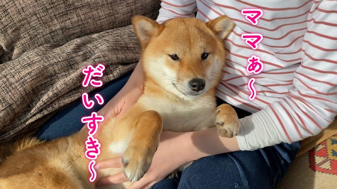 甘えん坊なママっ子の柴犬が可愛い 甘えん坊なママっ子の柴犬が可愛い