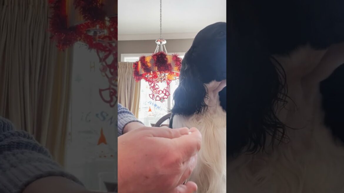 Cleaning My Dogs Teeth With HICC PET  Oral Care Spray| Cole The English Springer Spaniel #shorts