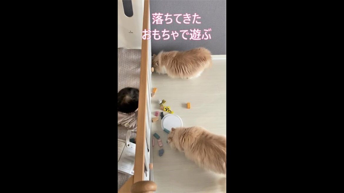 #Shorts【サイベリアン猫】赤ちゃんの落ちてきたおもちゃが気になる猫たち