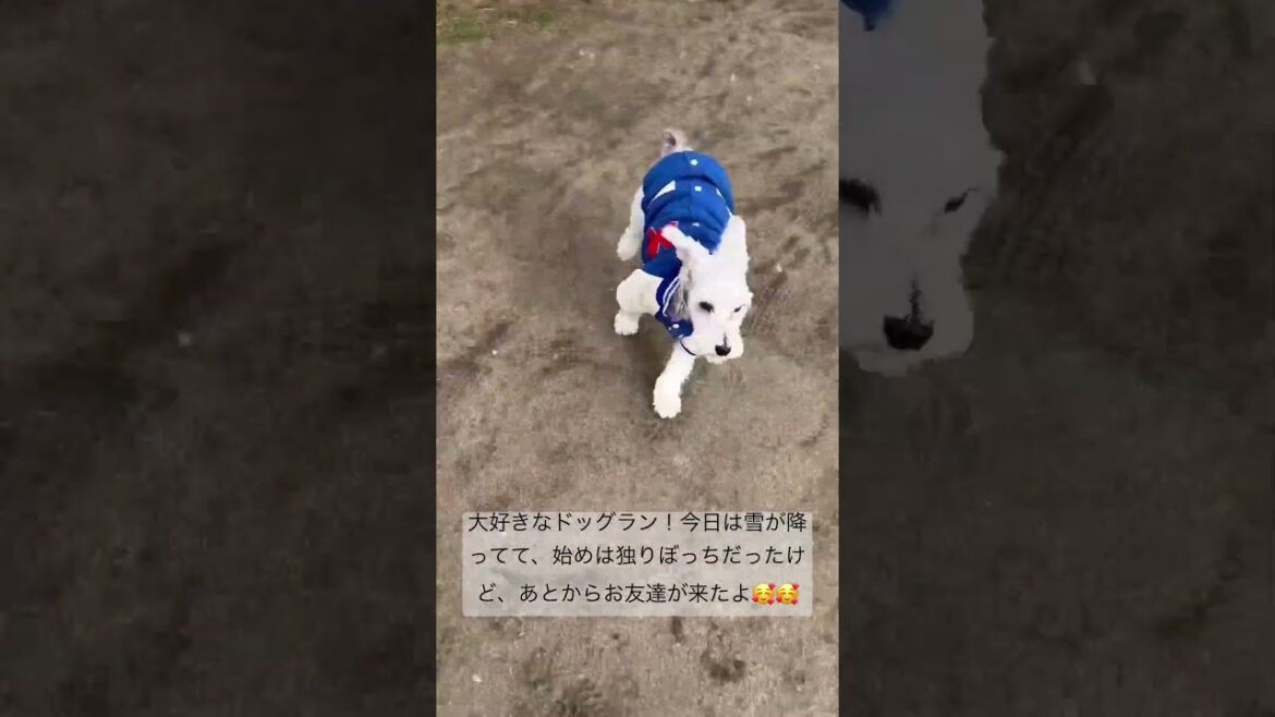 雪のドッグラン　#shorts  #ミニチュアシュナウザー  #シュナウザー