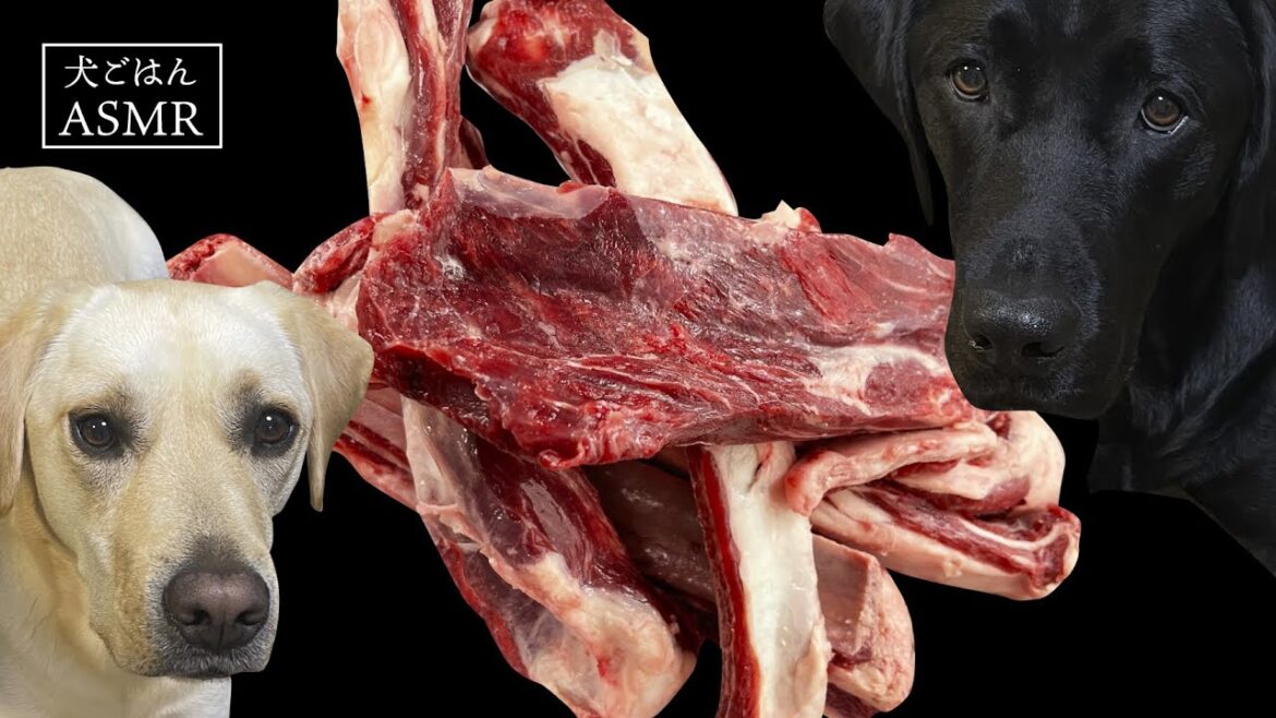 【ASMR  犬ごはん】鹿の骨付き肉が大好きなラブラドールレトリバー/鹿肉生/鹿生骨/Venison/Raw feeding dog/咀嚼音 【ASMR  犬ごはん】鹿の骨付き肉が大好きなラブラドールレトリバー/鹿肉生/鹿生骨/Venison/Raw feeding dog/咀嚼音