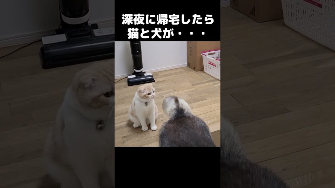 いつもより遅く帰宅したら猫と犬がこうなりました#猫 #shorts