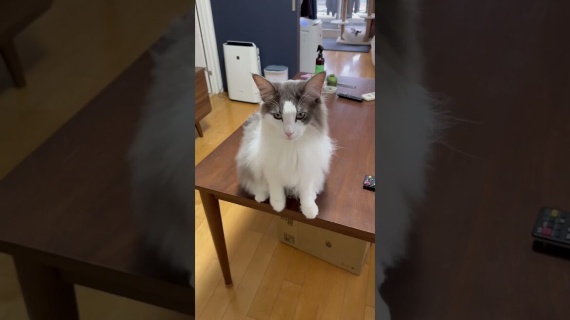 猫が手招きするので近づいてみたら…【メインクーン】#shorts 猫が手招きするので近づいてみたら…【メインクーン】#shorts