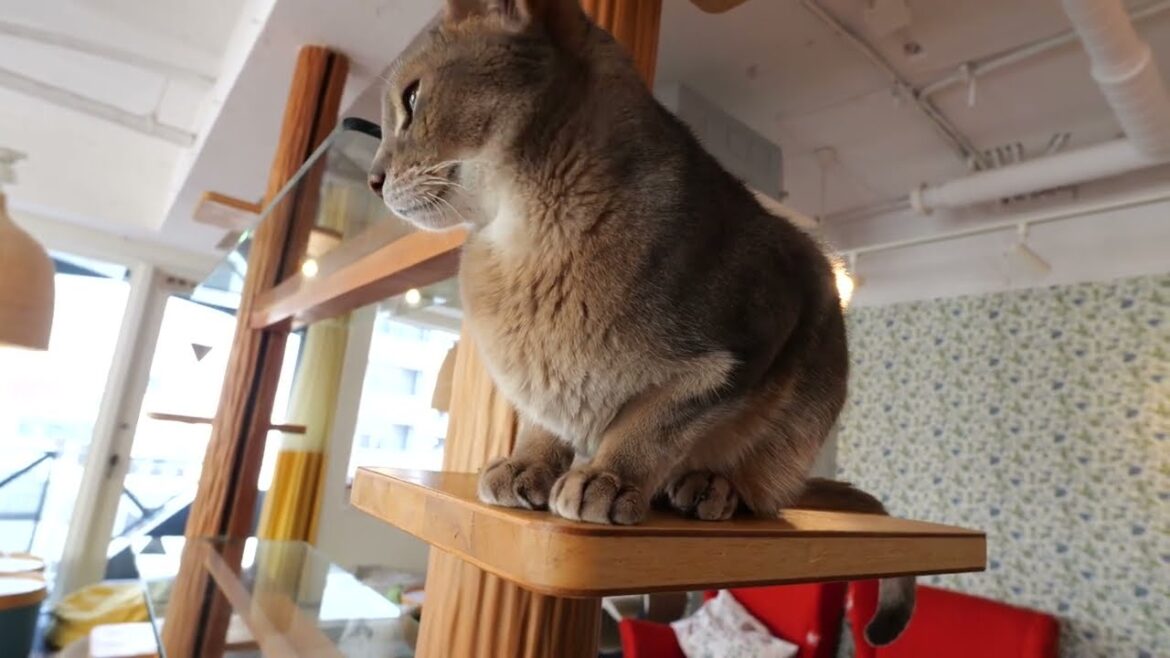 【マンチカンとアビシニアンとベンガル】ルナとアビィとリリ