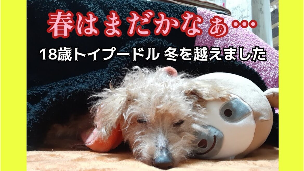 【飼い主の体調】18歳トイプードル 「半纏と越えた冬」 の巻 The winter is over  it’s the last look at his winter clothes “Hanten 【飼い主の体調】18歳トイプードル 「半纏と越えた冬」 の巻 The winter is over  it's the last look at his winter clothes "Hanten