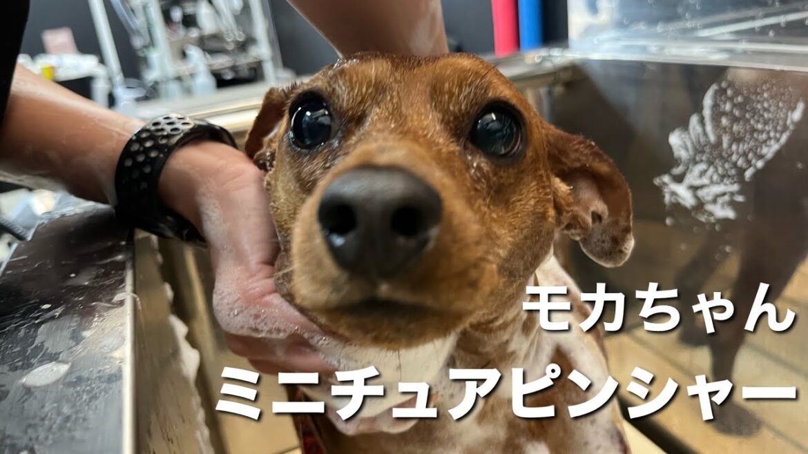 ミニチュア・ピンシャー　モカちゃん【Miniature pinscher】