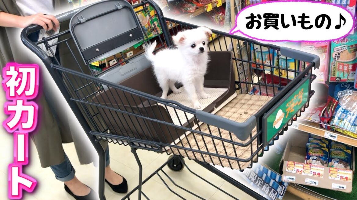 【初めてカートに乗る犬の反応は...❤️？】ポメラニアン✖️チワワの可愛い子犬とお買い物♪ ふくちゃんshopping with a dog