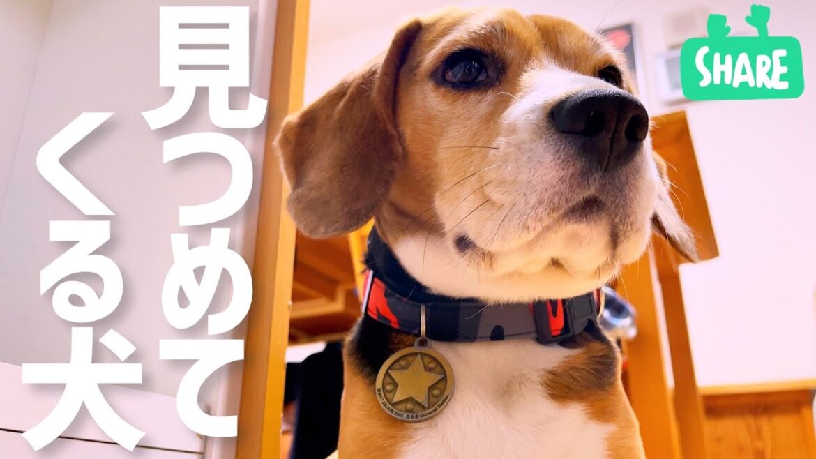 要求は目で訴える！ ビーグル犬の視線が熱い...