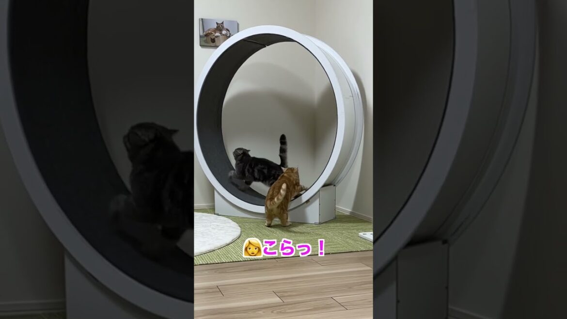 長男の邪魔をする弟猫 #shorts 長男の邪魔をする弟猫 #shorts