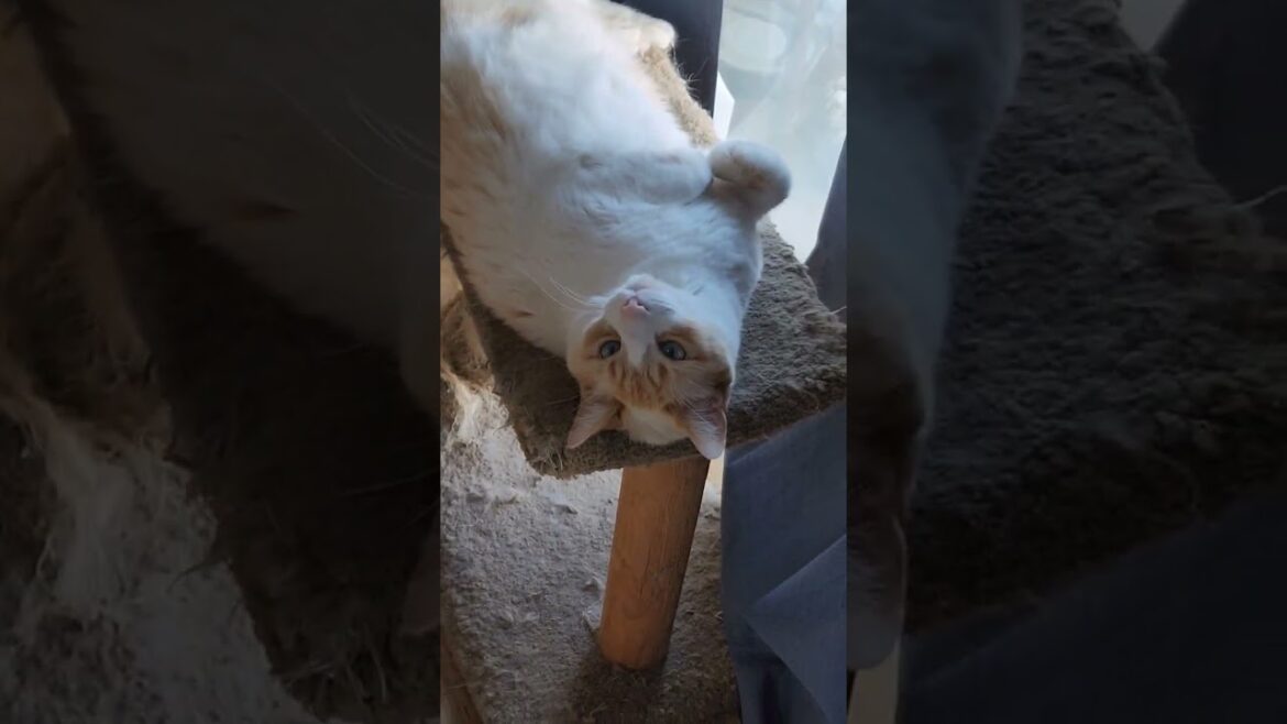 Lazy Manx #catnap#shorts#cat#manx