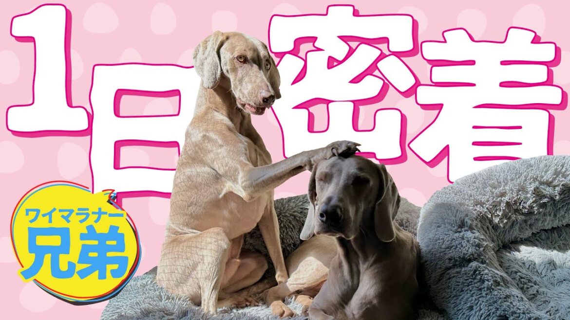 ワイマラナー兄弟に１日密着してみたらひたすら可愛かった！