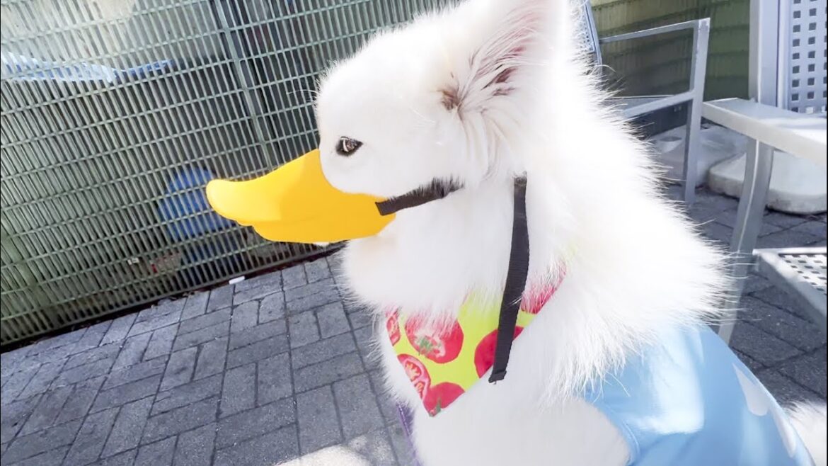 いじけると子供のように目を合わてくれない犬が可愛すぎた…【サモエド】