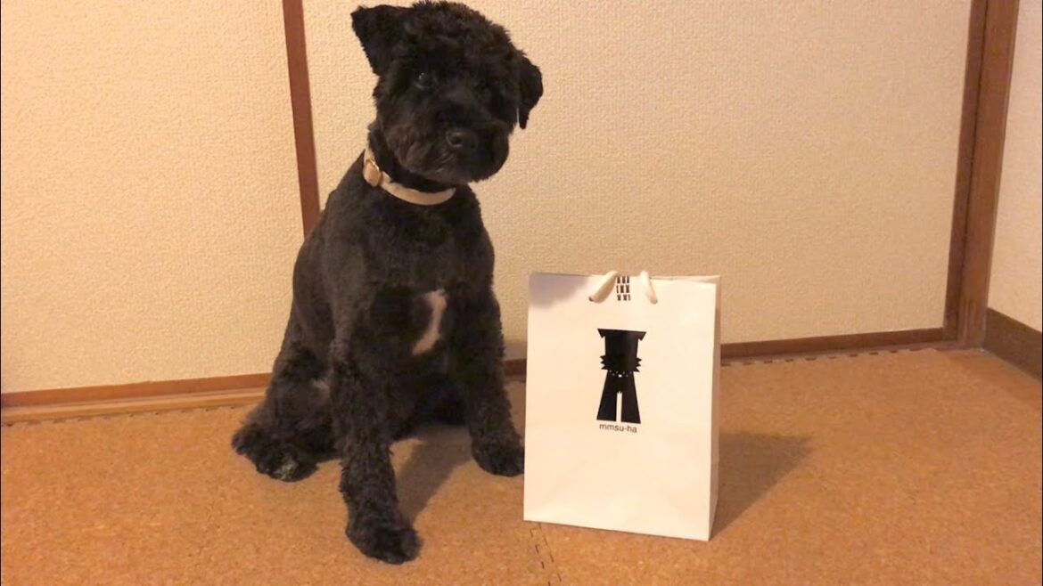 おnewの首輪とリードが届いたよ | ミニチュアシュナウザー