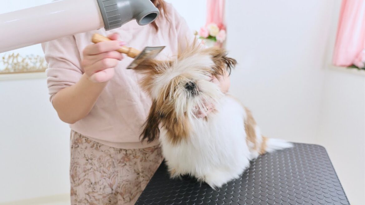 モジャモジャのシーズー、人生初めてのトリミング。 モジャモジャのシーズー、人生初めてのトリミング。