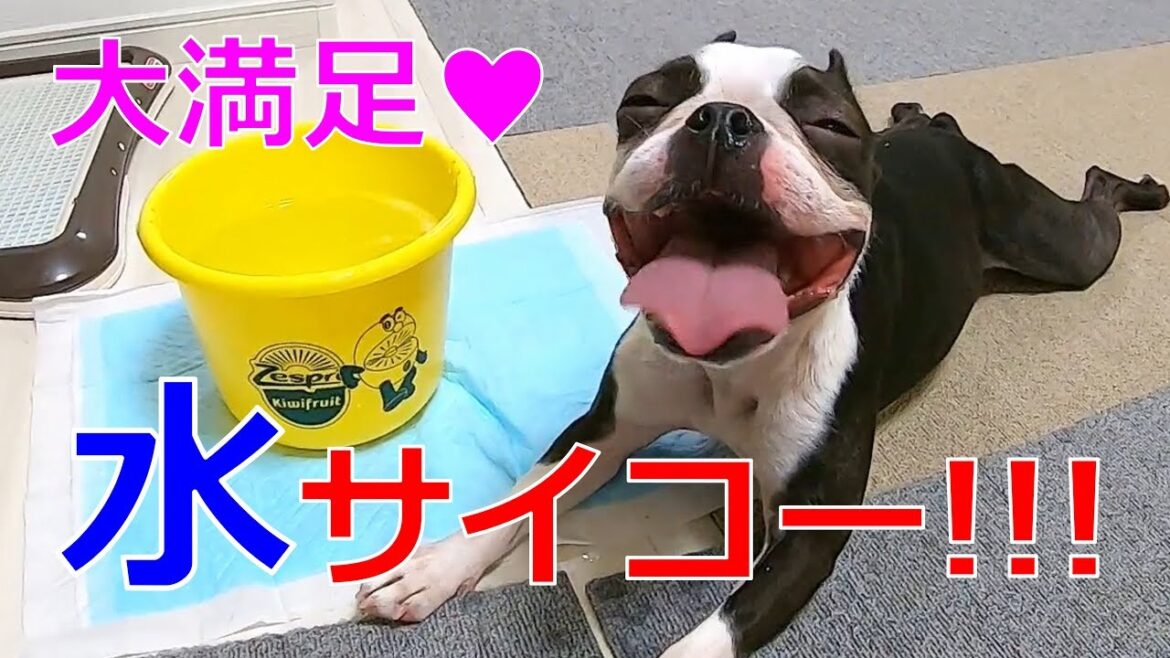 【プレイルーム・ルーティン】ボストンテリア全力遊びと水の飲みっぷりがスゴイ! 【プレイルーム・ルーティン】ボストンテリア全力遊びと水の飲みっぷりがスゴイ!