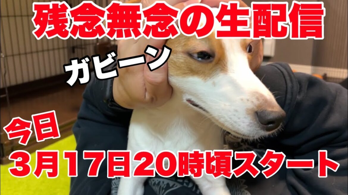 無念のフェス中止！せめてみんなとお話させての回［しゃべる犬 ジャックラッセルテリア］