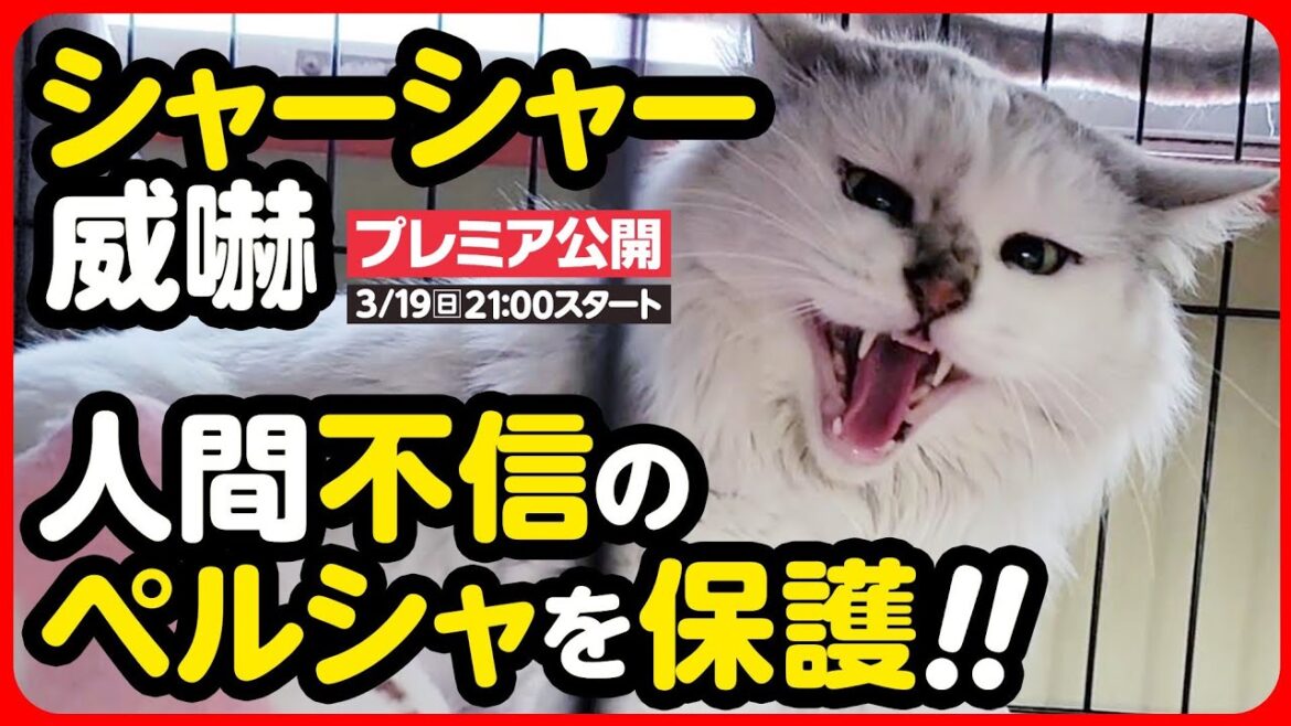 【ペルシャ保護】シャーシャー威嚇!飼い主は…?過酷なお外で生きてきたペルシャ猫を保護しました 【ペルシャ保護】シャーシャー威嚇!飼い主は...?過酷なお外で生きてきたペルシャ猫を保護しました