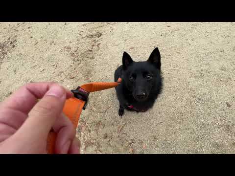 スキッパーキの”オセルくん”と他犬に慣れる練習! スキッパーキの”オセルくん”と他犬に慣れる練習!