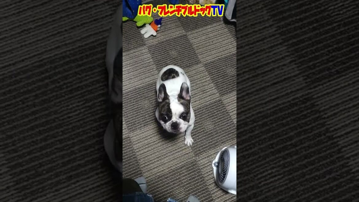 主の帰宅で喜ぶも、一瞬で冷める愛犬 フレンチブルドッグ『ぶーちゃん日記』Frenchbulldog From Japan 主の帰宅で喜ぶも、一瞬で冷める愛犬 フレンチブルドッグ『ぶーちゃん日記』Frenchbulldog From Japan