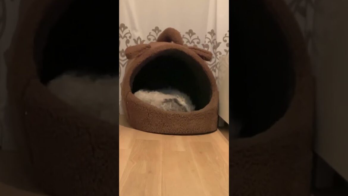 【13歳わんこテンションMAX】愛犬ぽち大喜び❤︎ドライヤーでふわふわ 【13歳わんこテンションMAX】愛犬ぽち大喜び❤︎ドライヤーでふわふわ