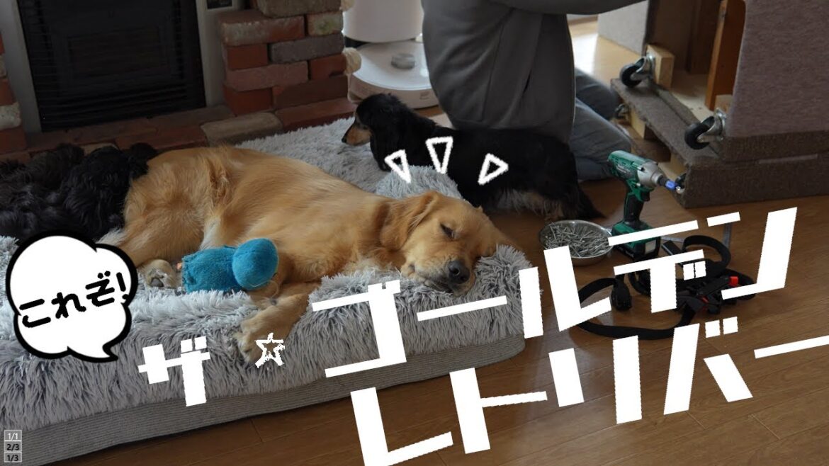時々大変落ち着いたゴールデンレトリバーのようです♡が…