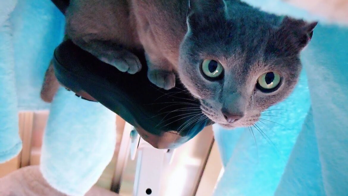 【猫動画】久しぶりの秘密基地を満喫するロシアンブルー【russianbule】Russian blue enjoying the secret base after a long absence 【猫動画】久しぶりの秘密基地を満喫するロシアンブルー【russianbule】Russian blue enjoying the secret base after a long absence