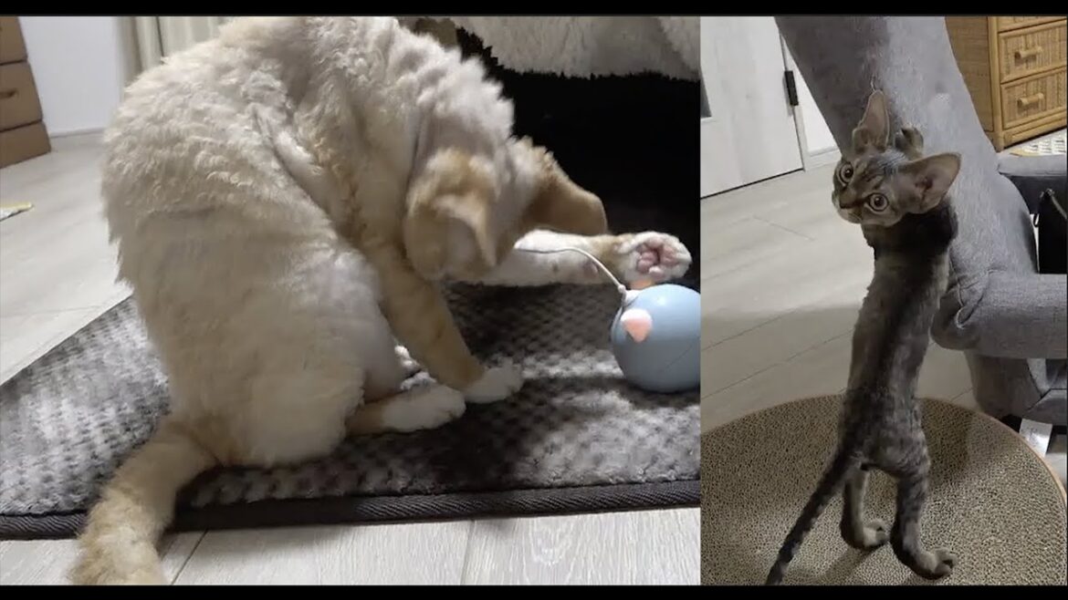デボンレックス兄弟の日常です。(Devon Rex Brothers' daily life😺)