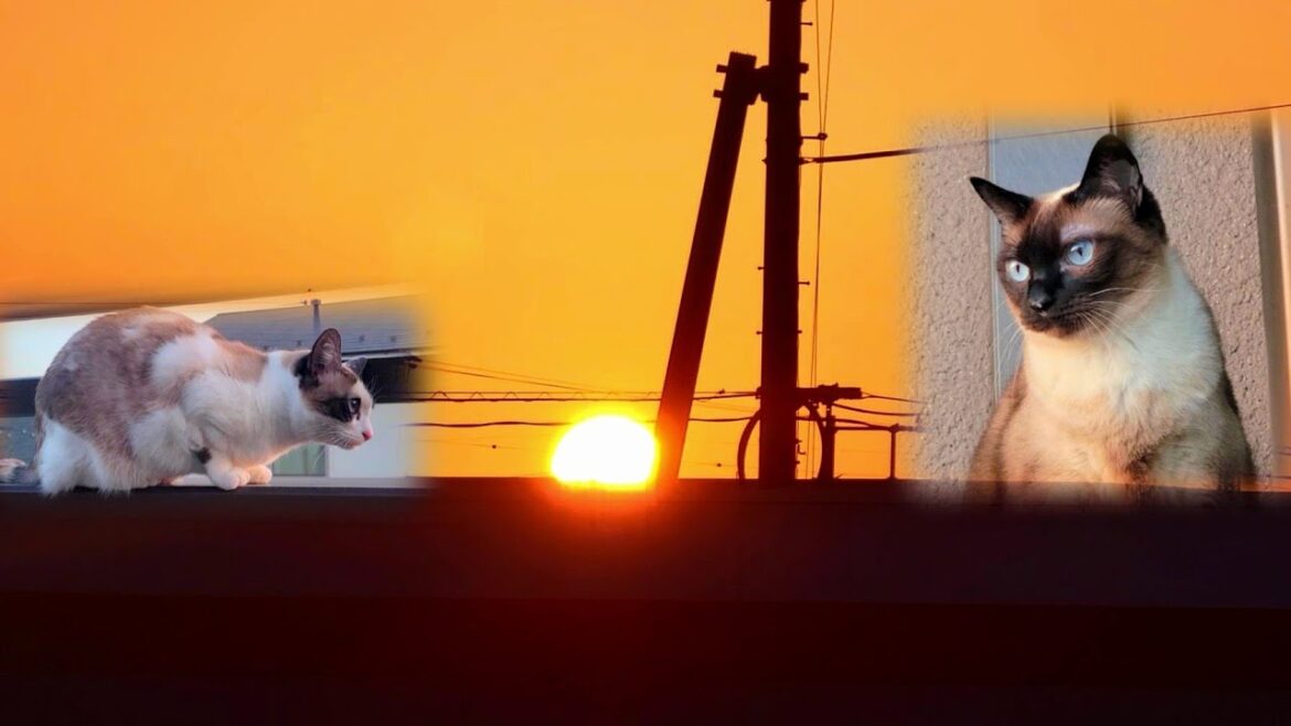 夕日が沈む瞬間のシャム猫の顔がカッコ良かった🤭🌆 夕日が沈む瞬間のシャム猫の顔がカッコ良かった🤭🌆
