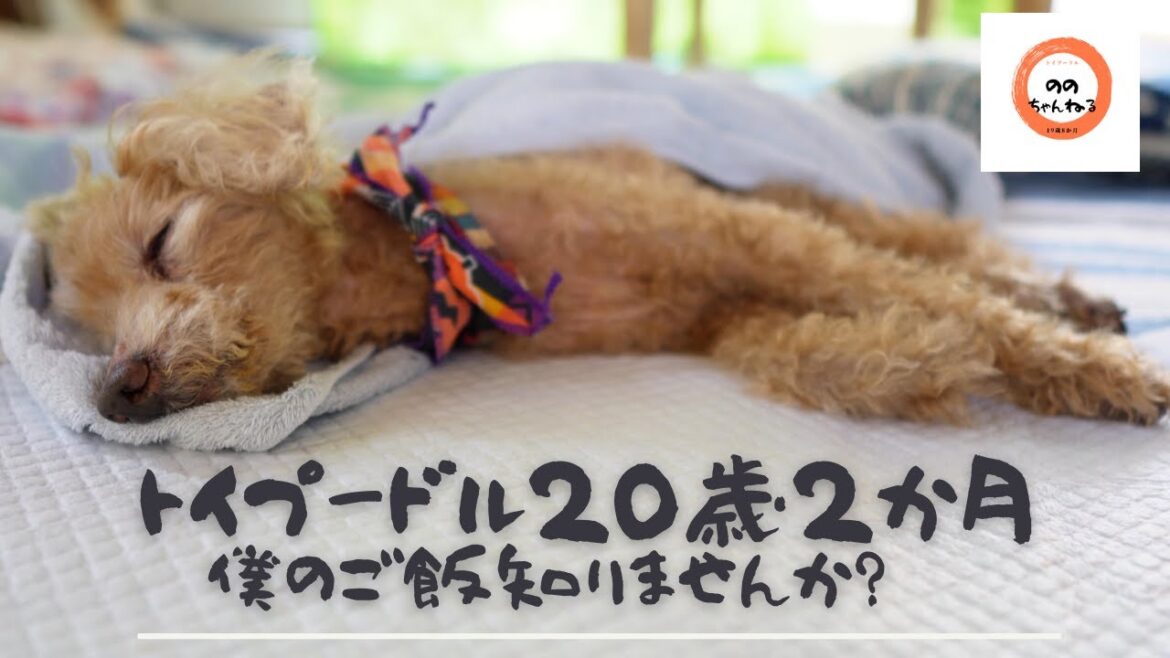 トイプードル20歳2か月　僕のご飯何処ですか？