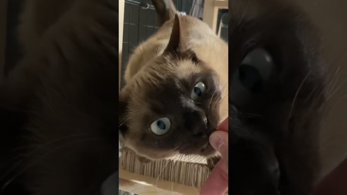 トンキニーズ 【メシ】