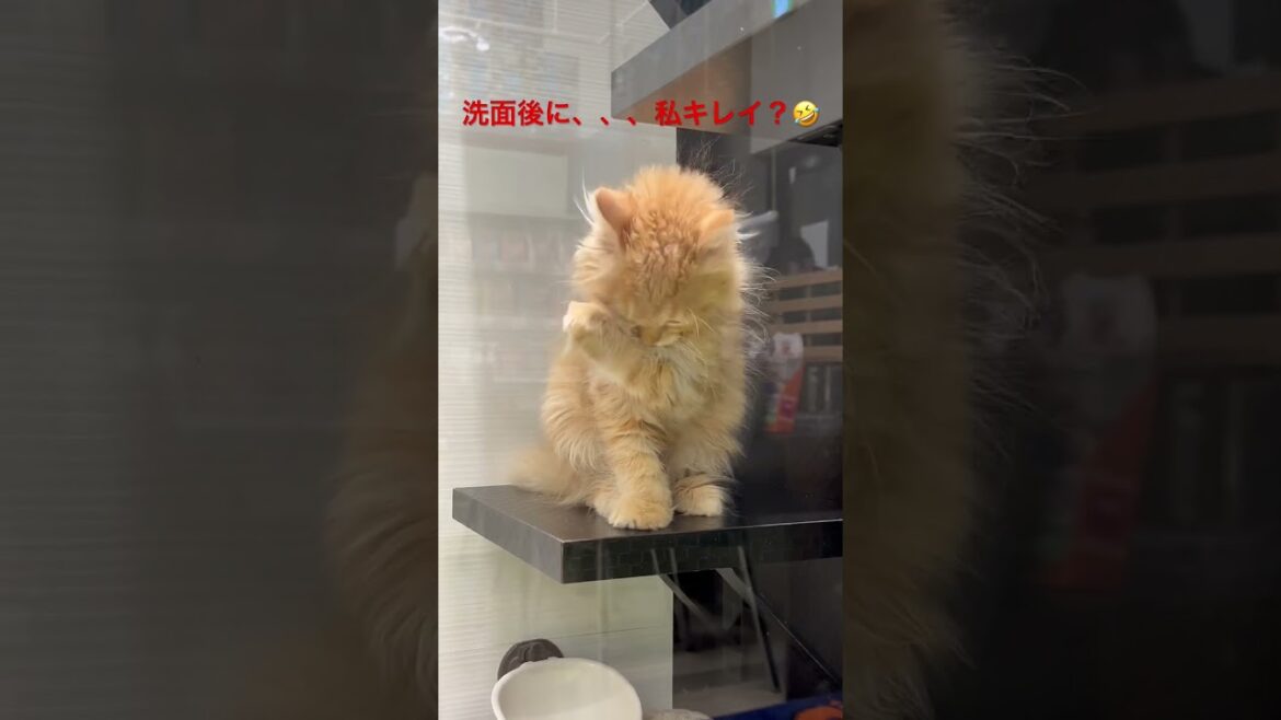 子猫ちゃん「スコティッシュフォールド」kittenの仕草がめっちゃかわいい♪「♯Shorts」