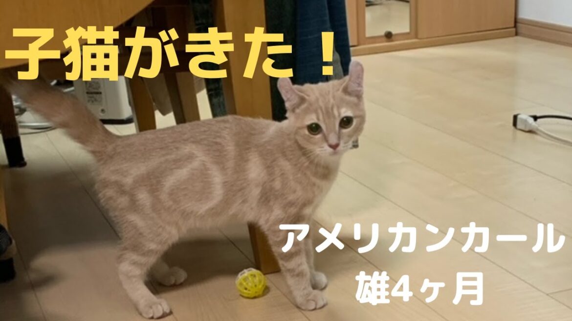 2020年1月 アメリカンカールの4ヶ月の男の子を飼い始めました。