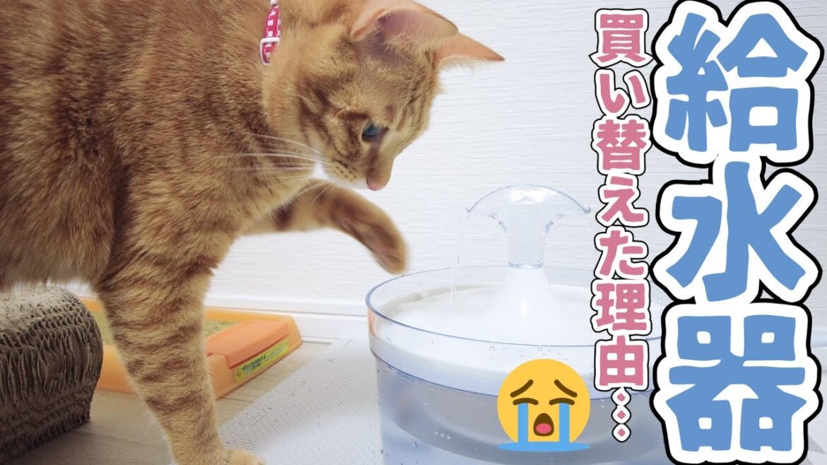 訳あって猫の自動給水器を買い替えました・・・【保護猫】