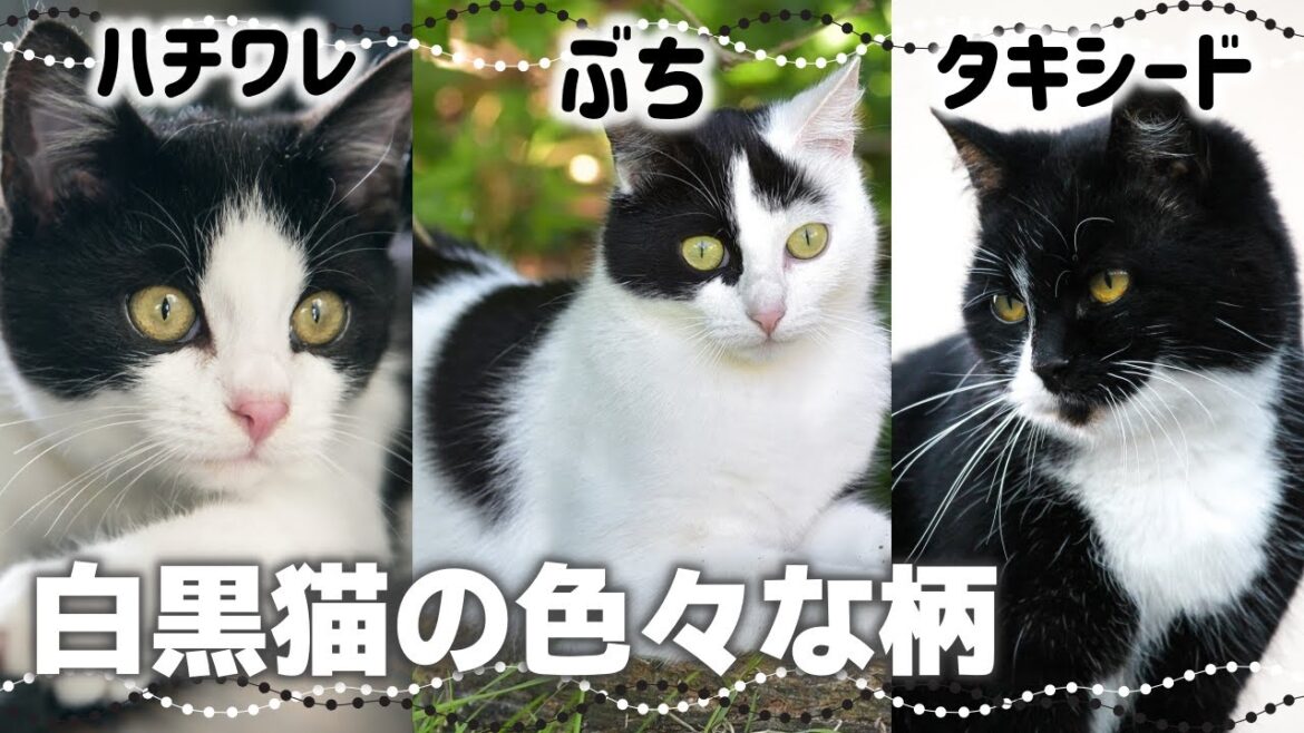 【白黒猫の柄や模様10種】白黒比率の呼び方も｜毛色で分かる猫の性格