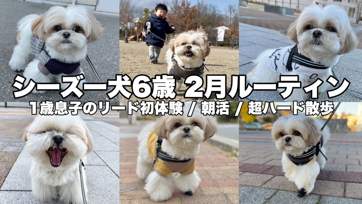 シーズー犬6歳と1歳の息子 1ヶ月ルーティン（2023.2月フルver50分）#犬のいる暮らし