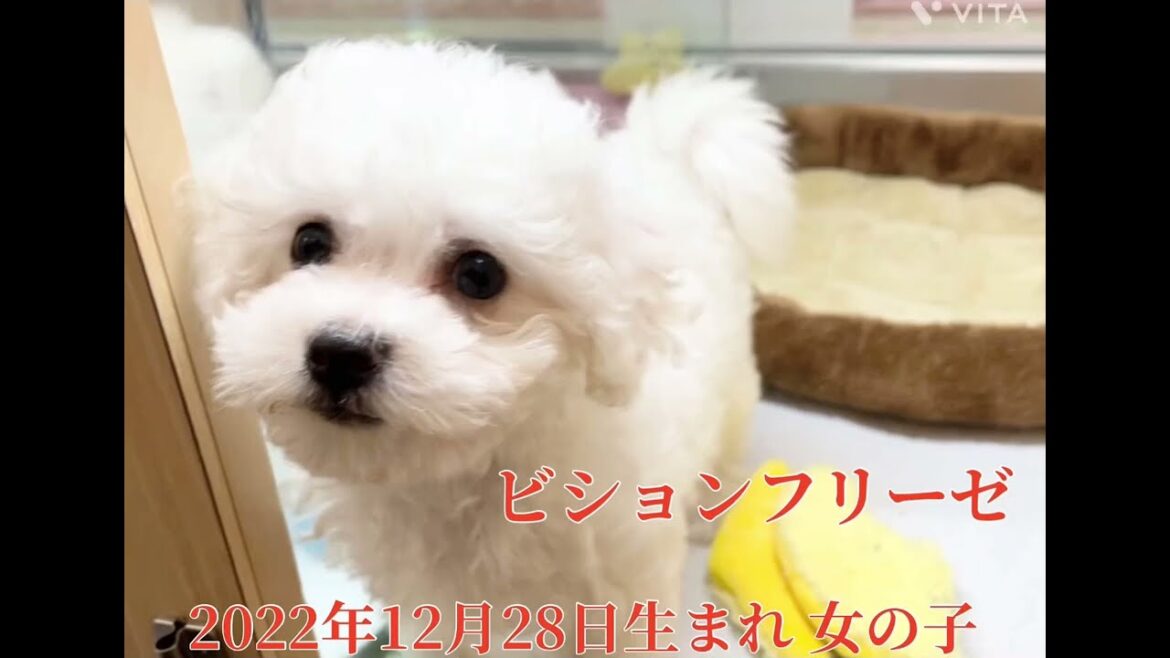 【マルワン横浜 港北NT店】新しくビションフリーゼちゃんが仲間入りしたよ！