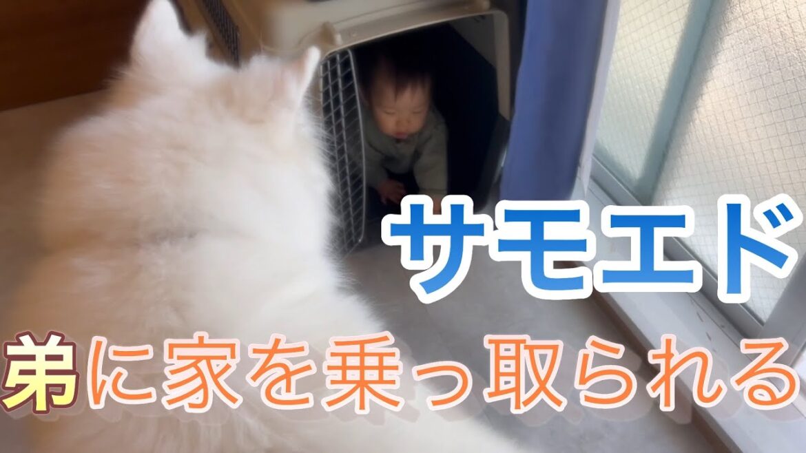 【サモエド】弟に家を乗っ取られたサモエド【リク】