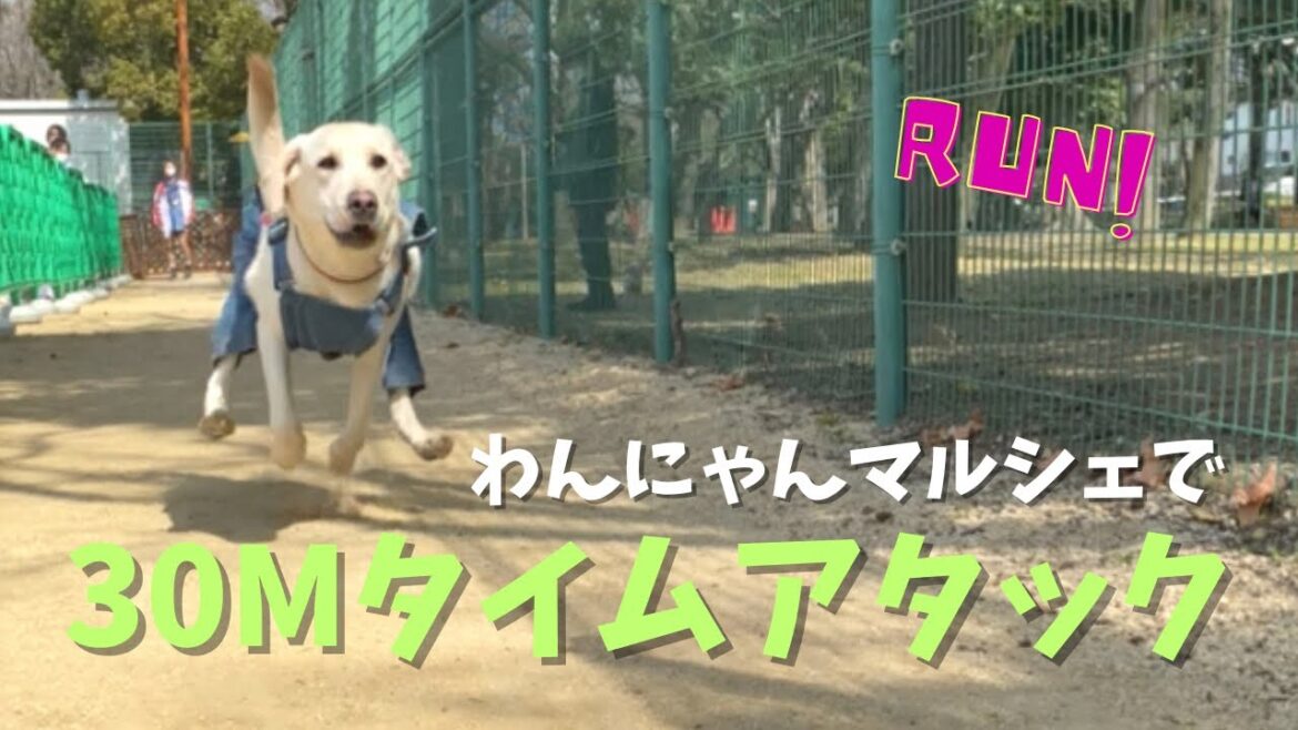 ラブラドール1歳の挑戦 全208頭 果たして順位は？！